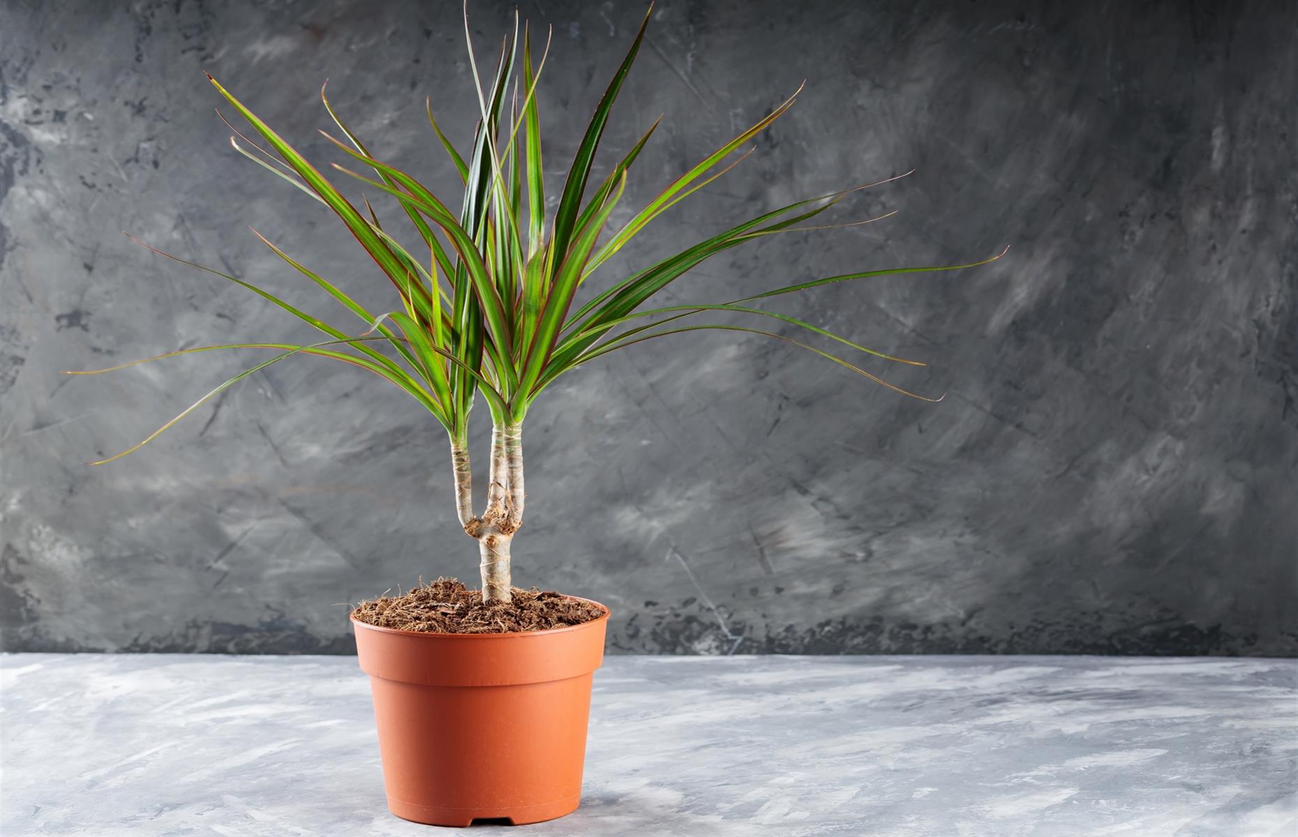 Toxic plant: dragon tree (Dracanea marginata)